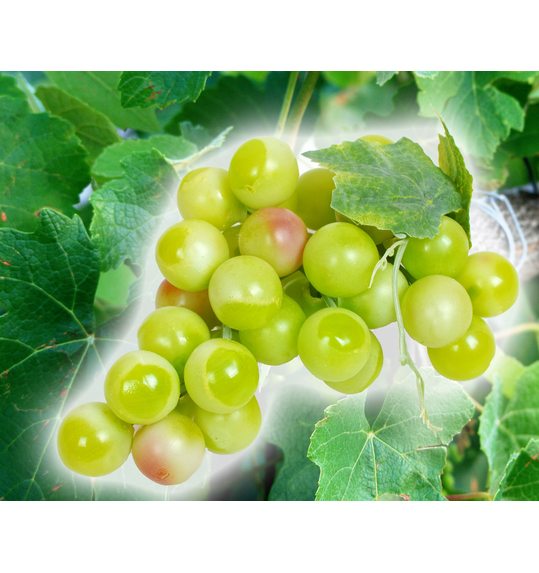 Tros groene druiven